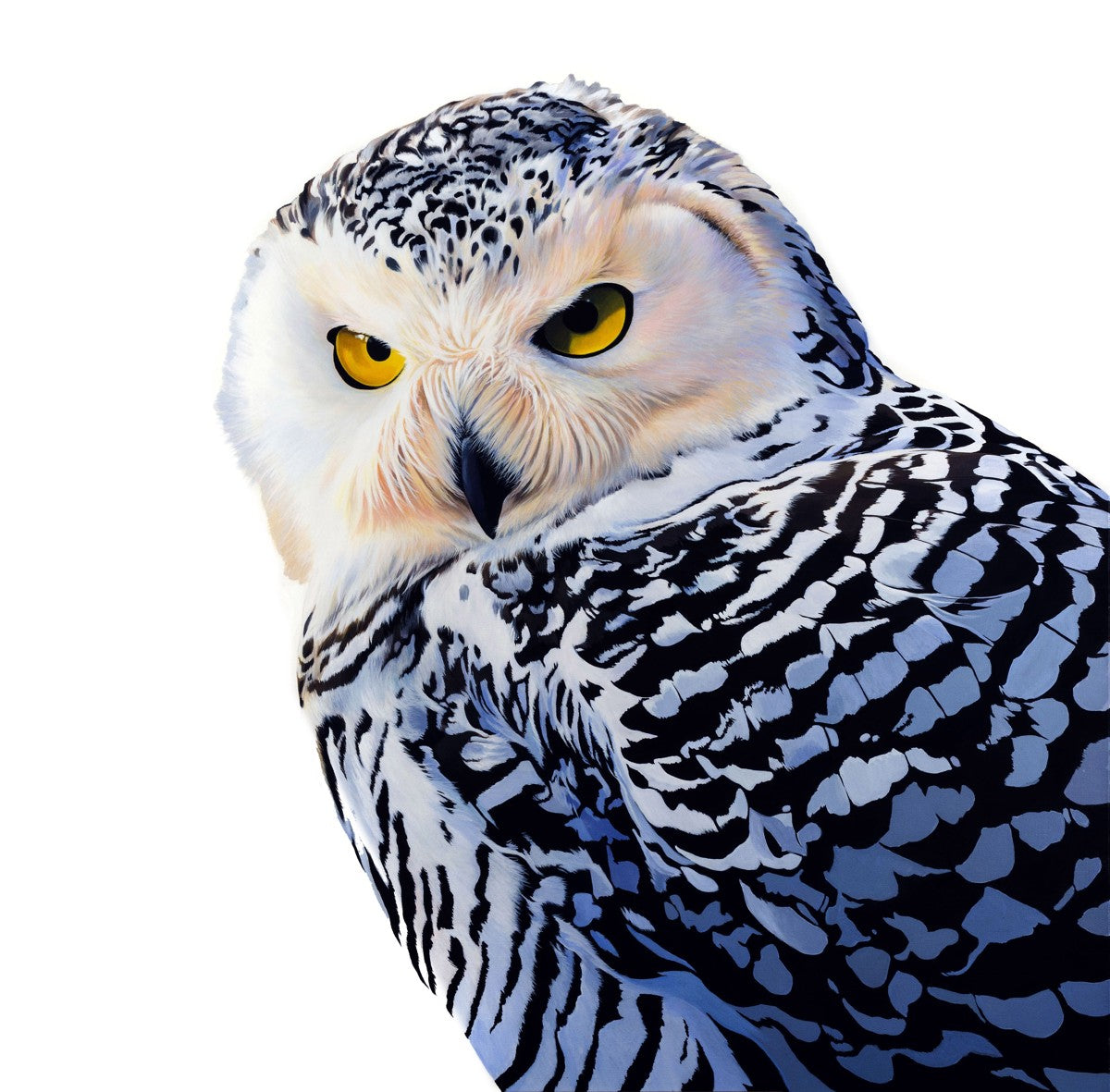 Snowy Owl