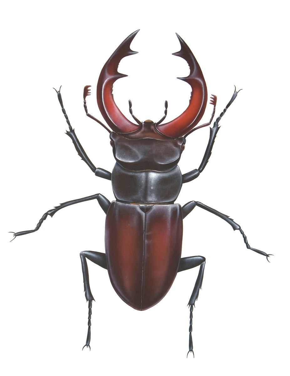 Male Stag Beetle