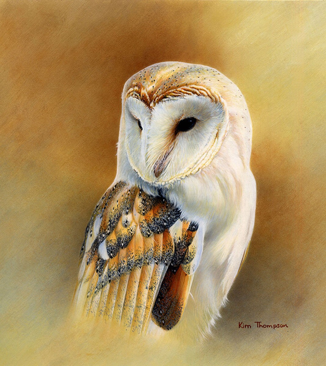 Barn Owl Study