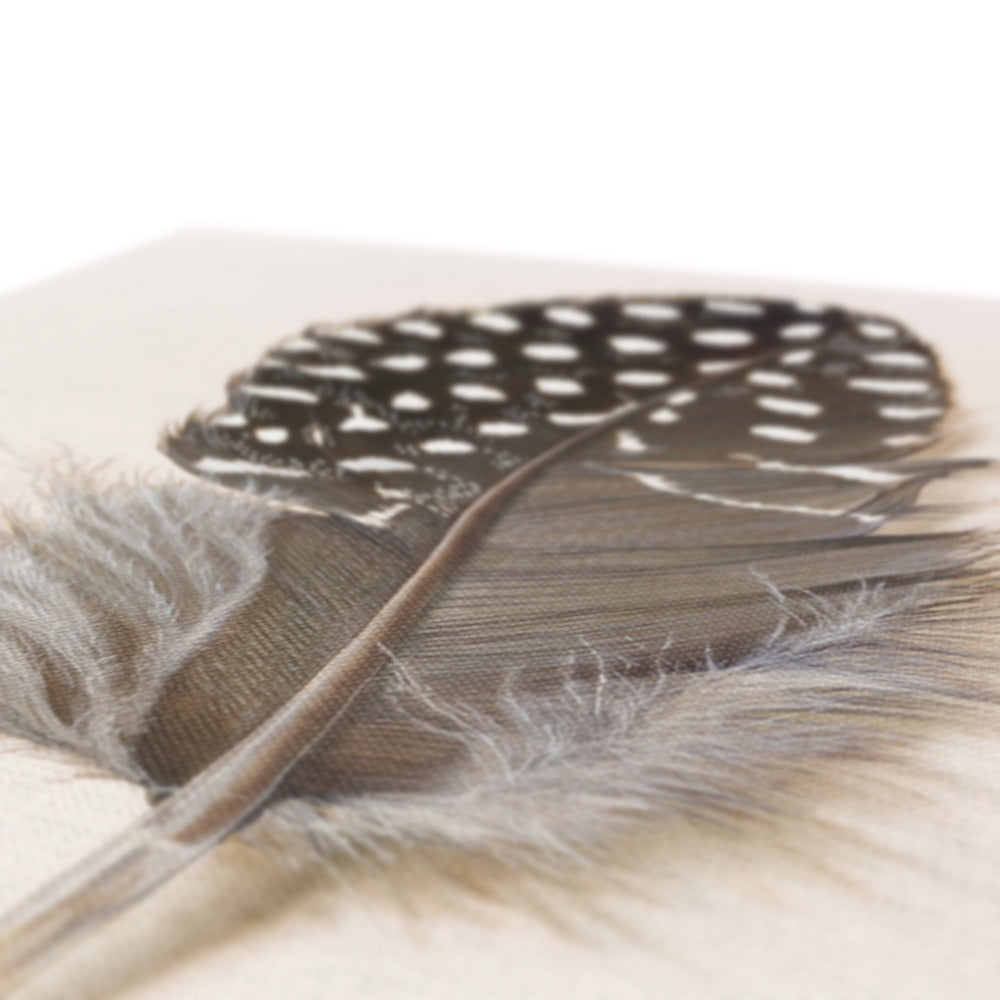 Guinea Fowl Feather Canvas