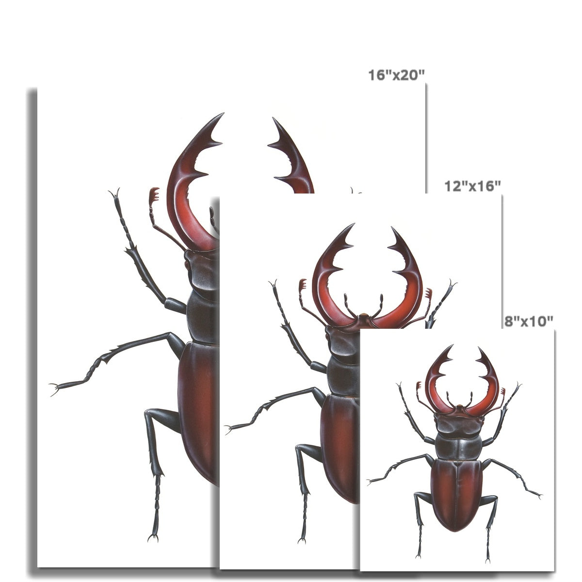 Male Stag Beetle Hahnemühle Photo Rag Print