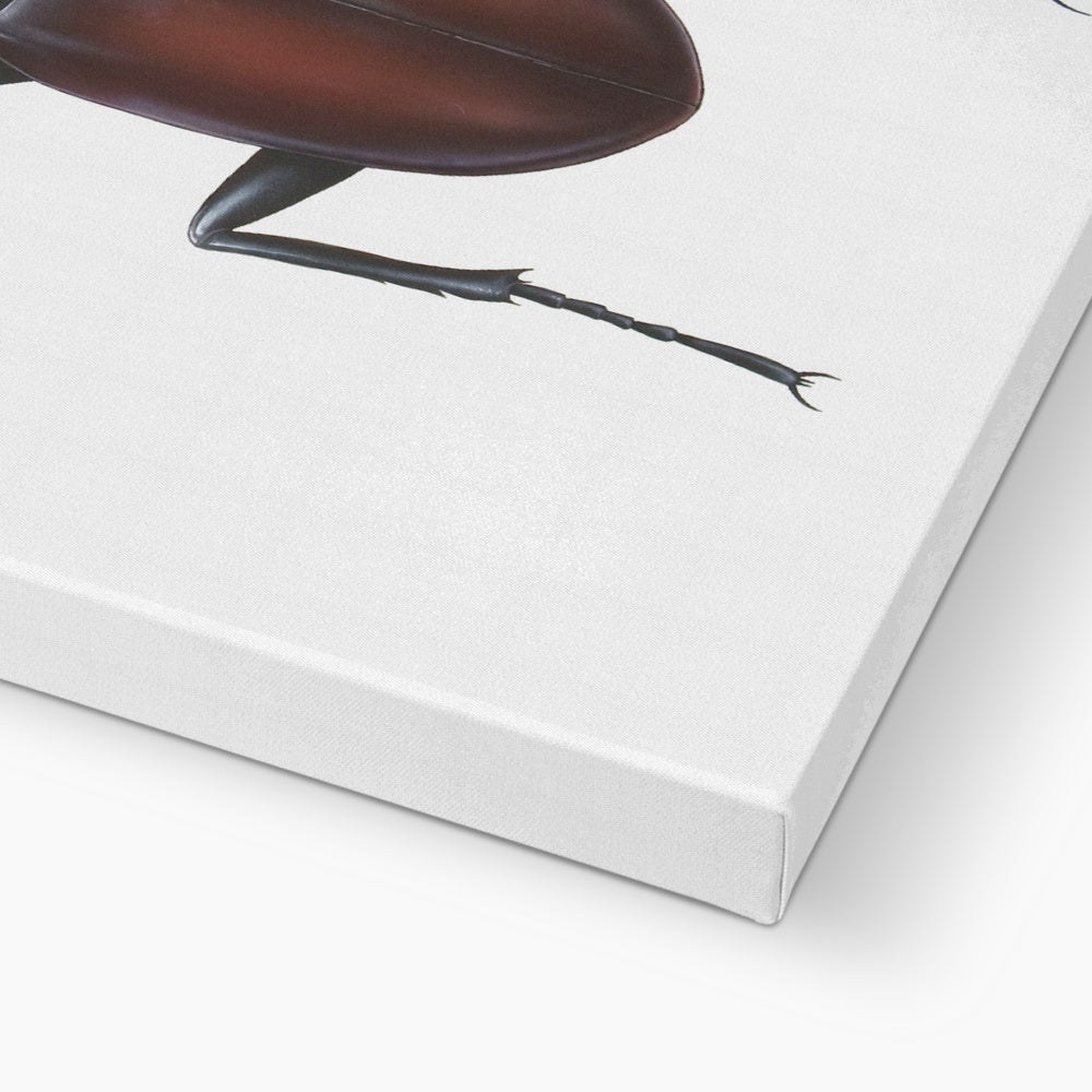 Male Stag Beetle Canvas