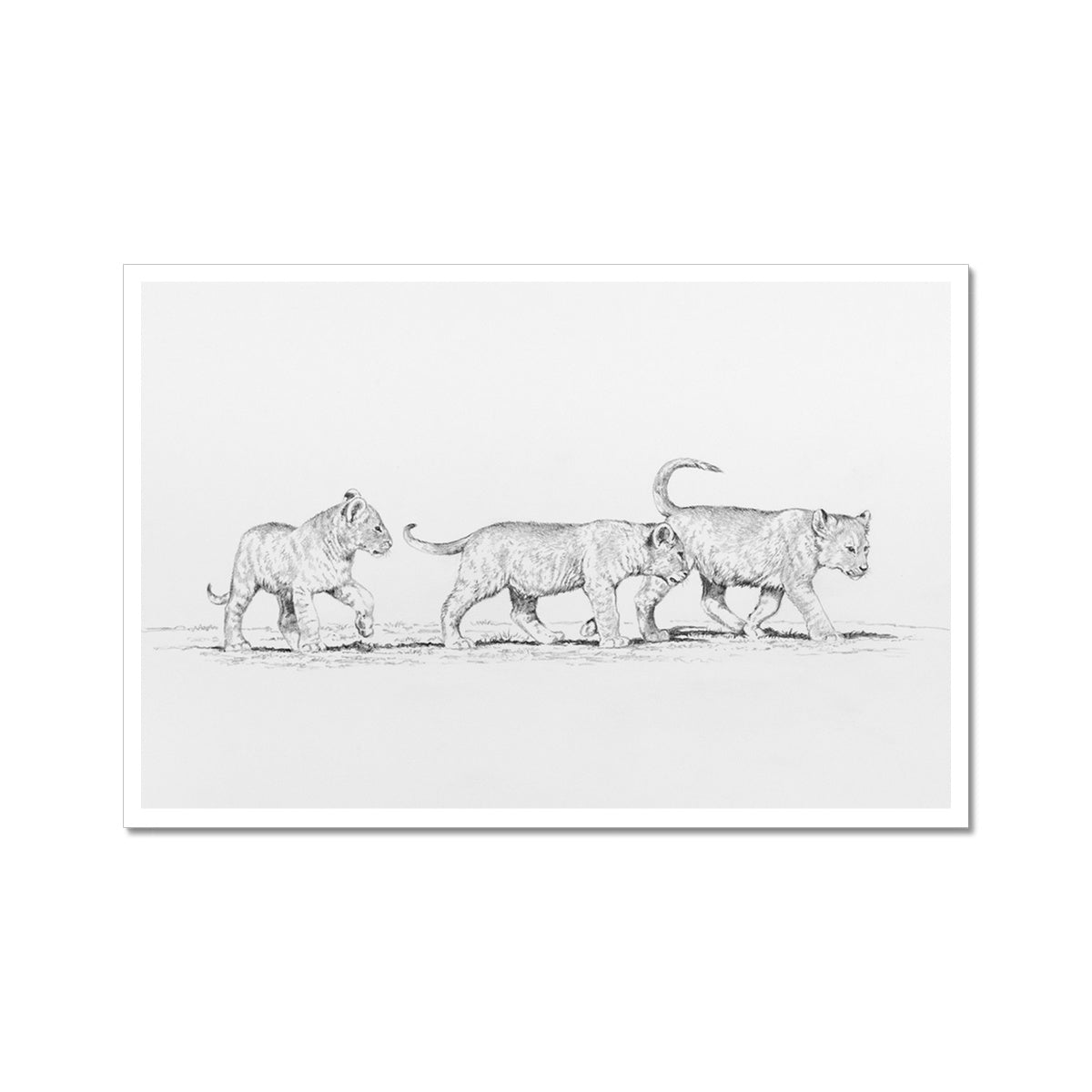 Lion Cubs Hahnemühle Photo Rag Print