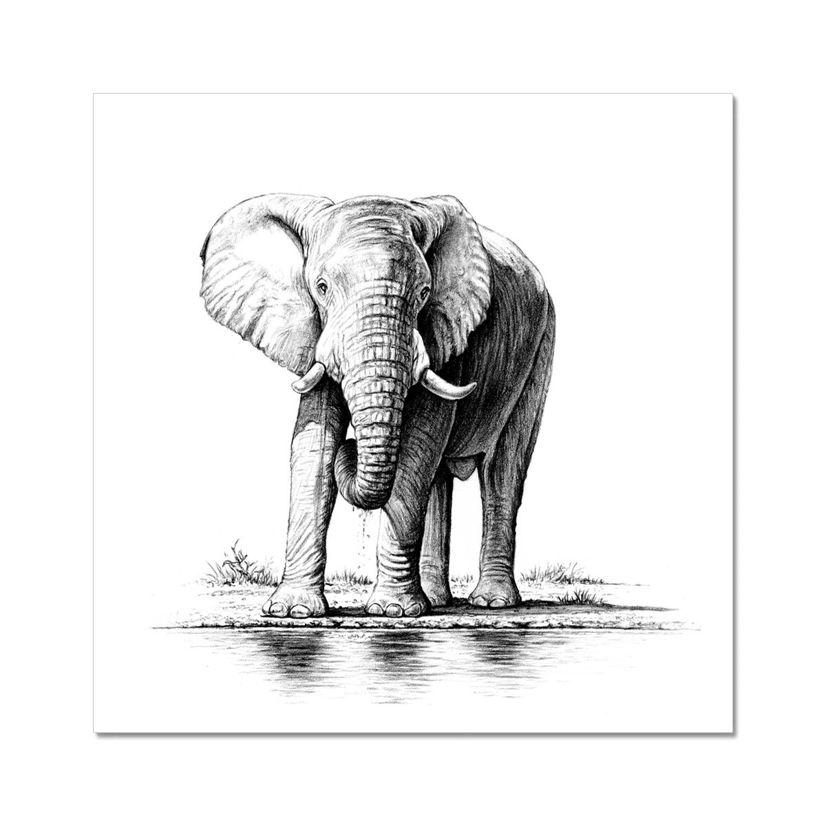 Elephant River Hahnemühle Photo Rag Print
