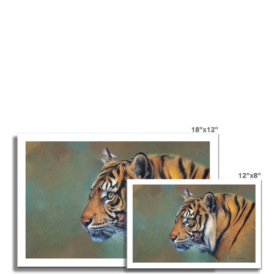 Indian Tiger Hahnemühle Photo Rag Print