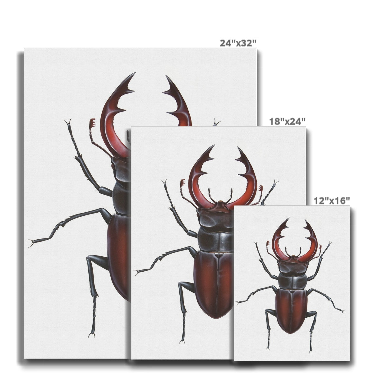 Male Stag Beetle Canvas