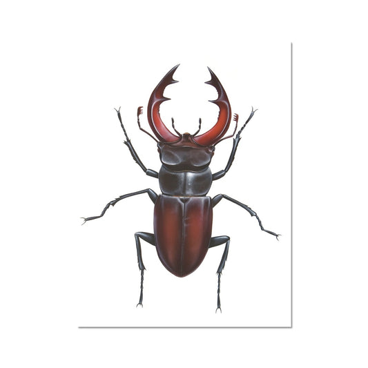 Male Stag Beetle Hahnemühle Photo Rag Print