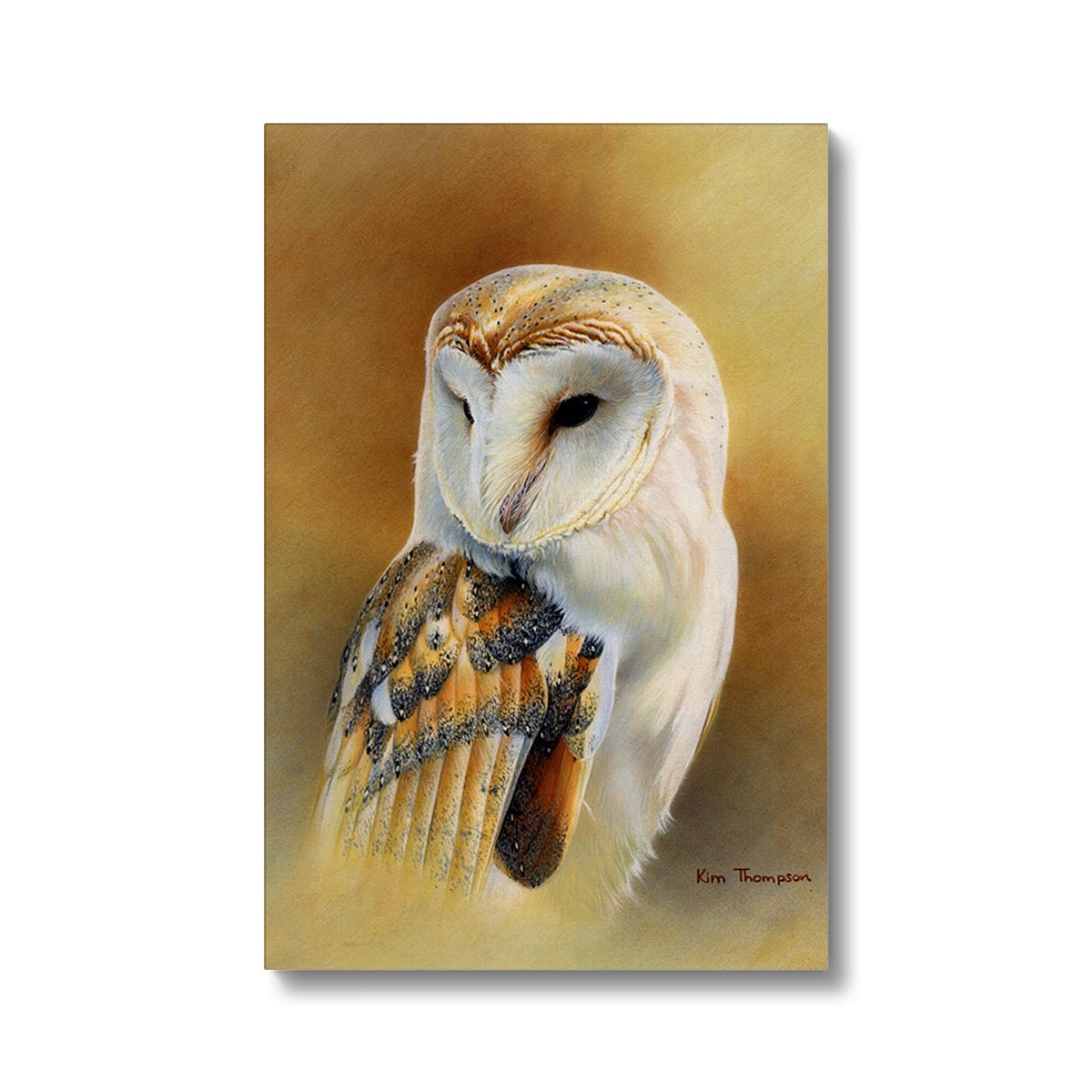 Barn Owl Study Canvas