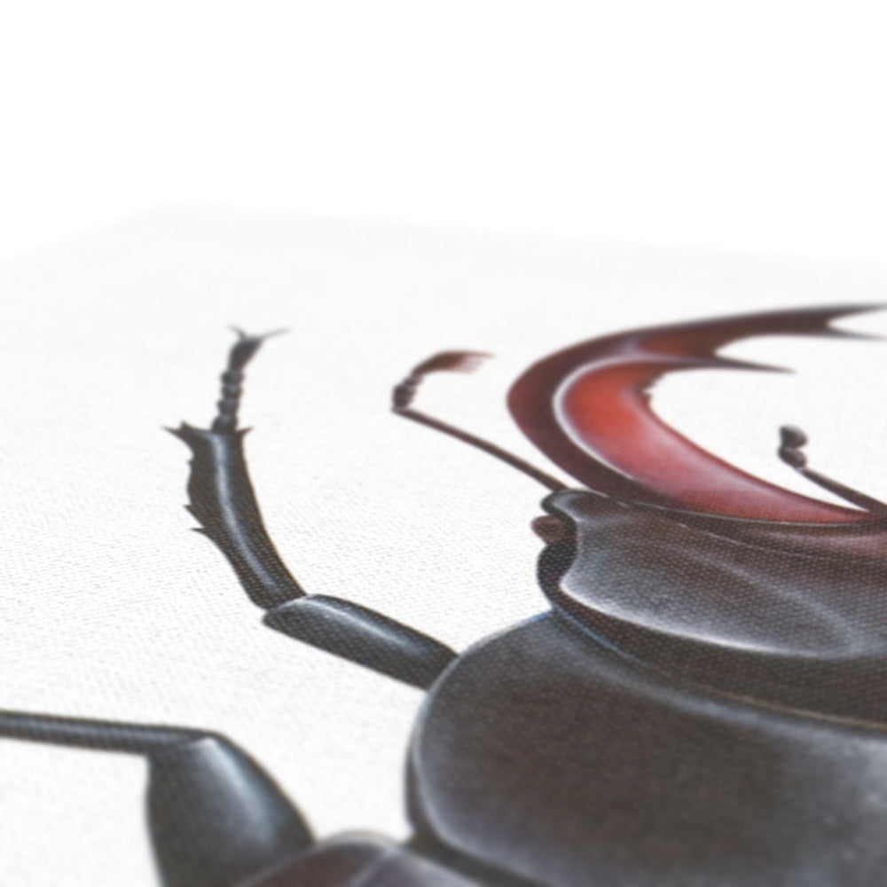 Male Stag Beetle Canvas