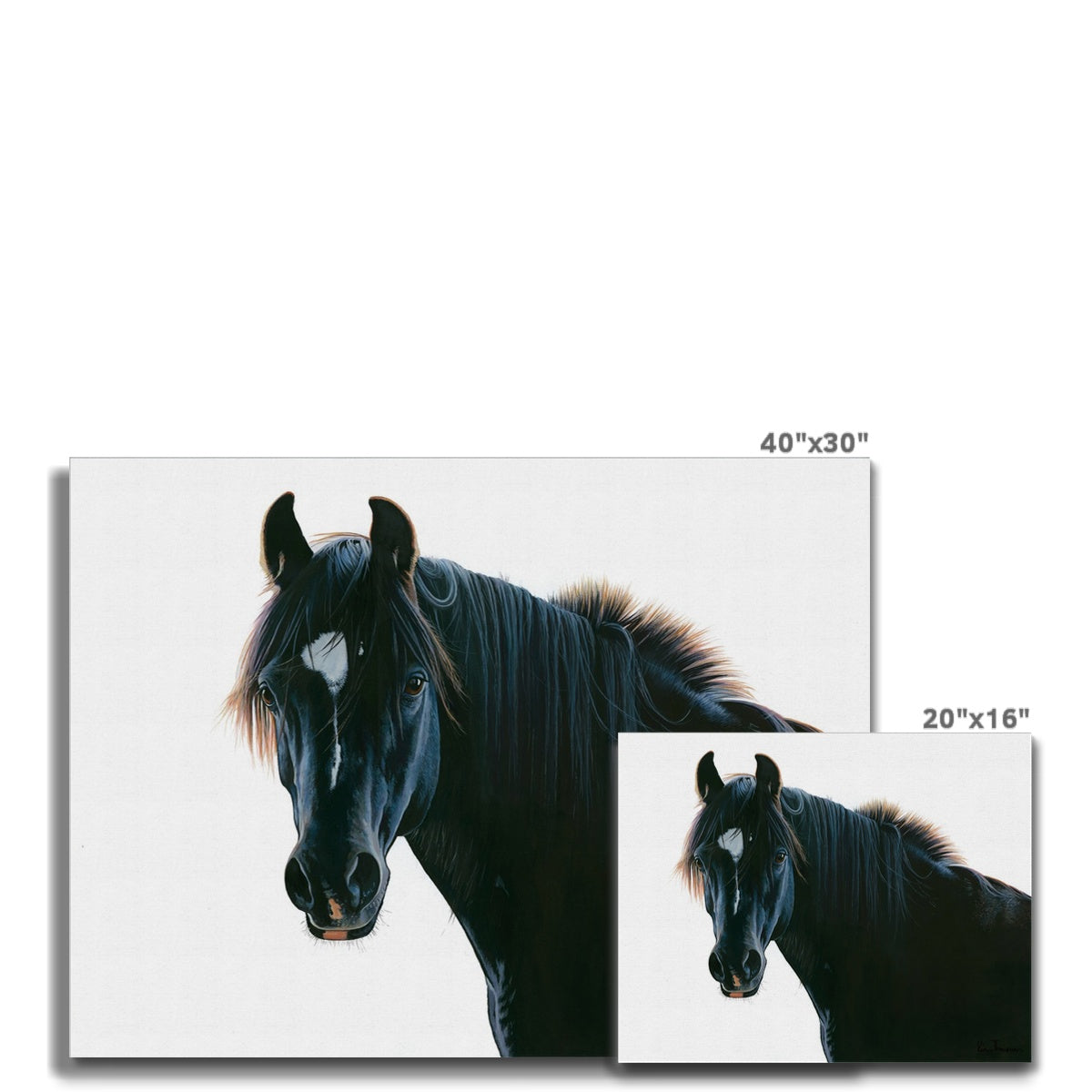 The Black Horse Canvas