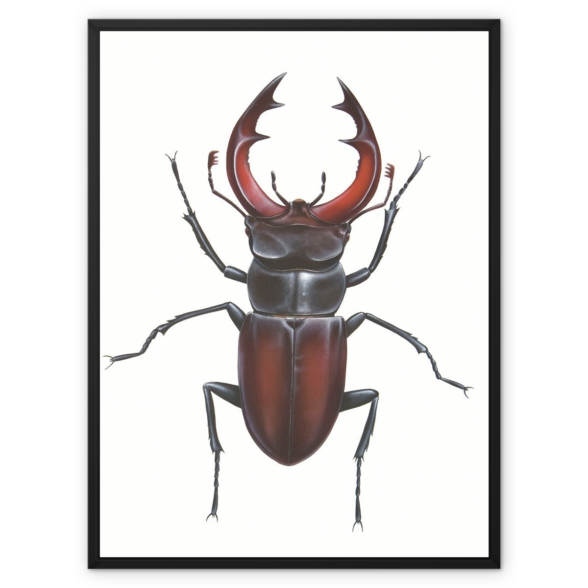 Male Stag Beetle Framed Canvas