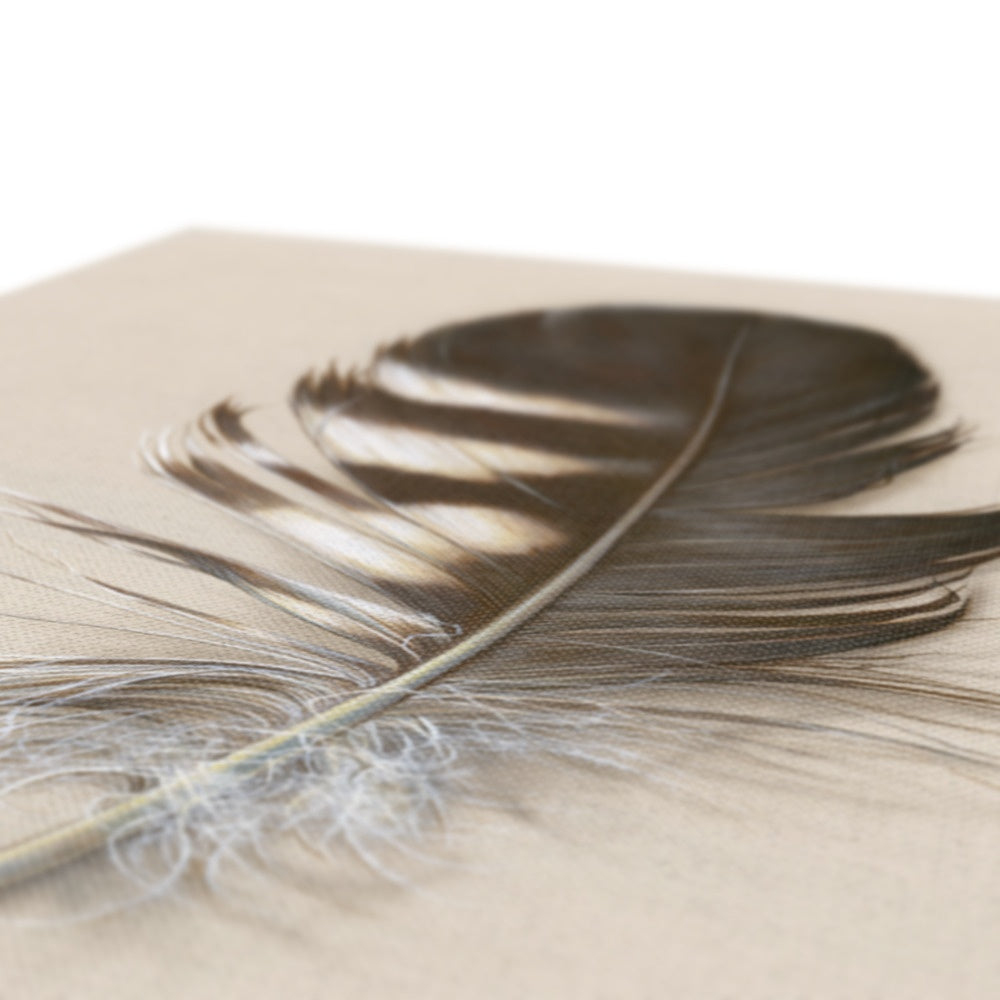 Tawny Owl Feather Canvas