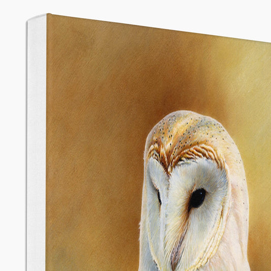 Barn Owl Study Canvas