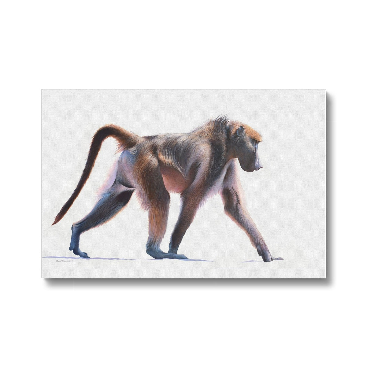 Baboon Canvas