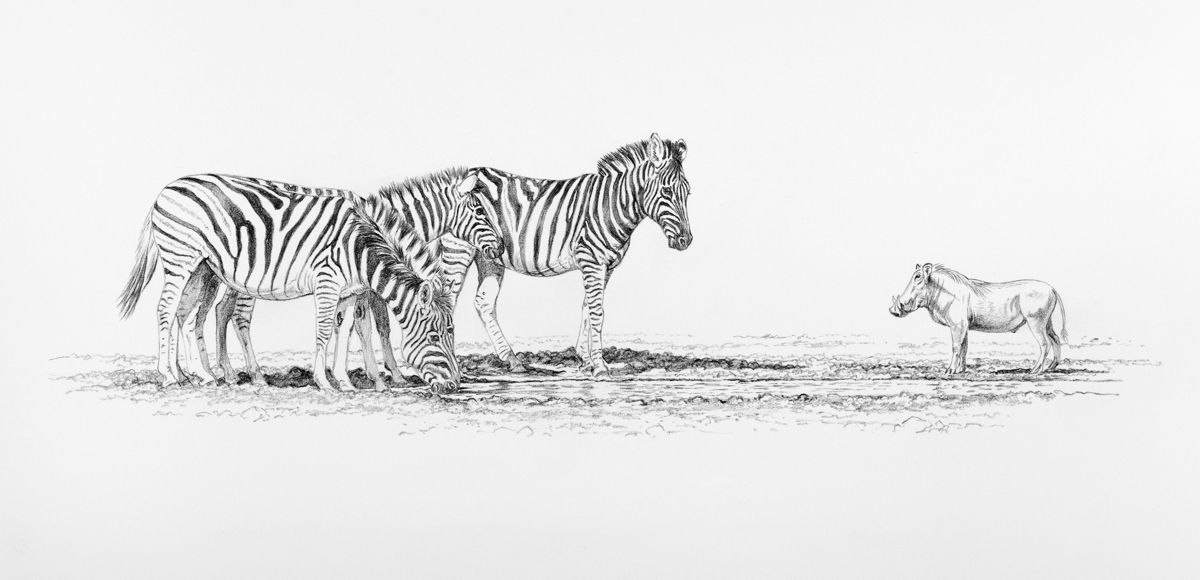 Zebra and Warthog Encounter