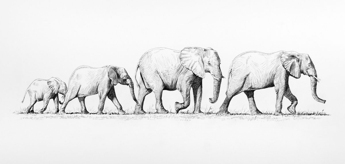 Walking Elephants