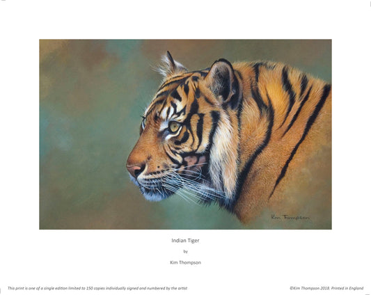 "Indian Tiger" Limited Edition