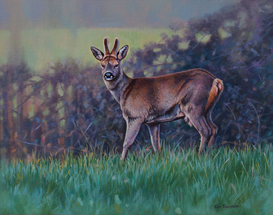 Roe Deer in Spring