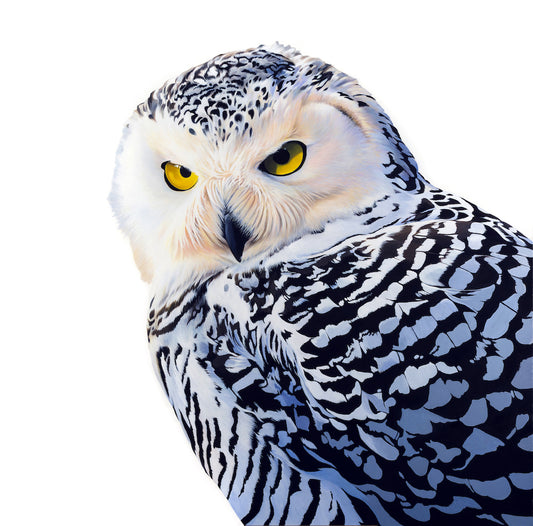 Snowy Owl Limited Edition Canvas Print