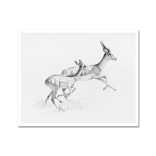 Running Impala Hahnemühle Photo Rag Print