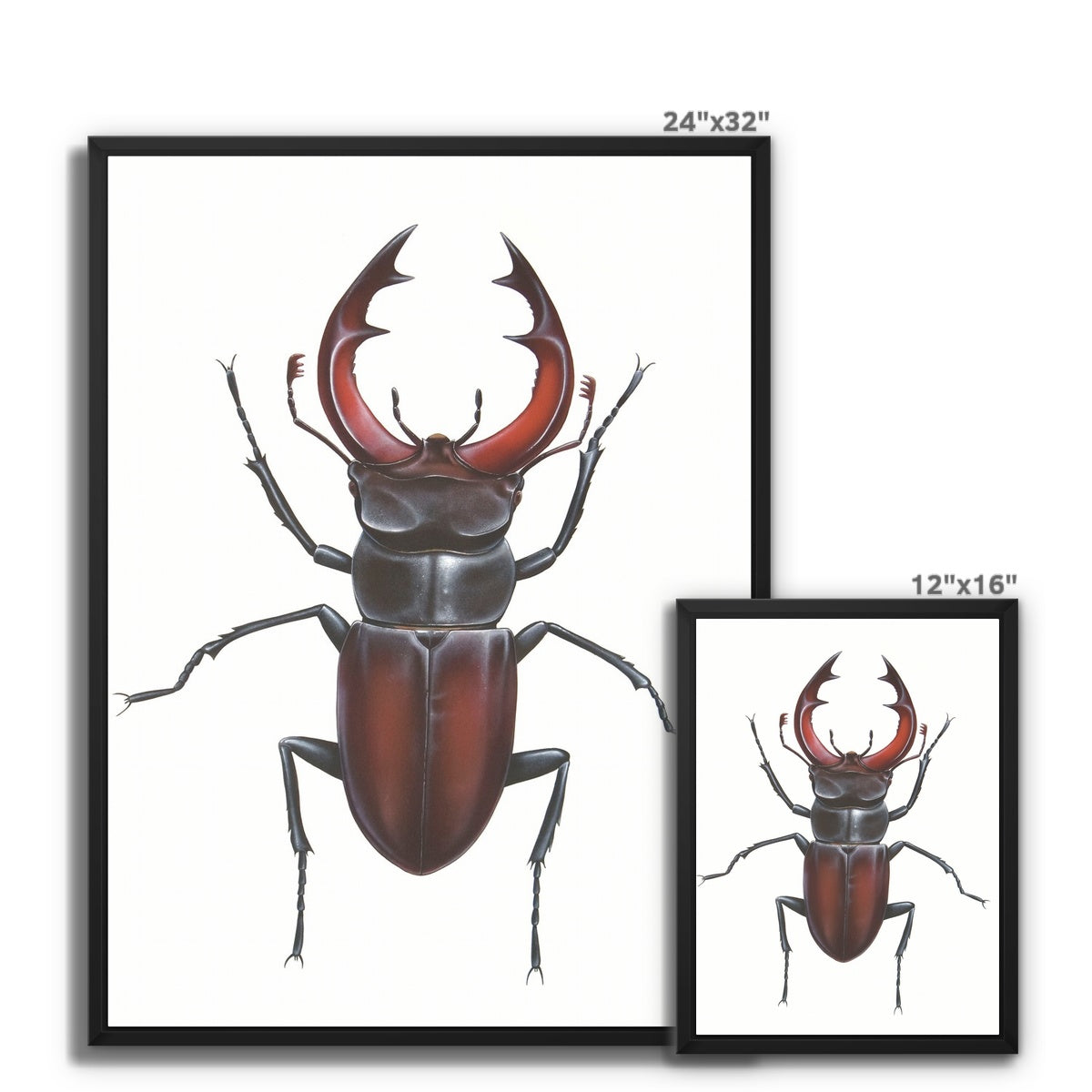 Male Stag Beetle Framed Canvas