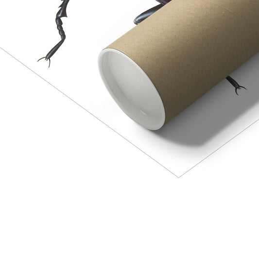 Male Stag Beetle Hahnemühle Photo Rag Print