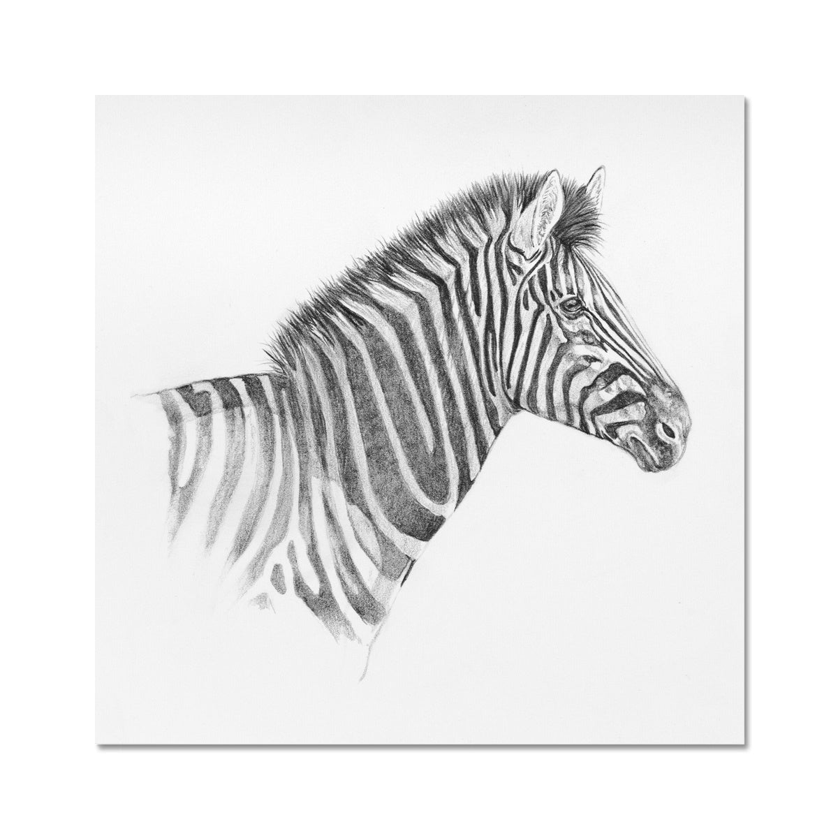 Zebra Portrait Hahnemühle Photo Rag Print
