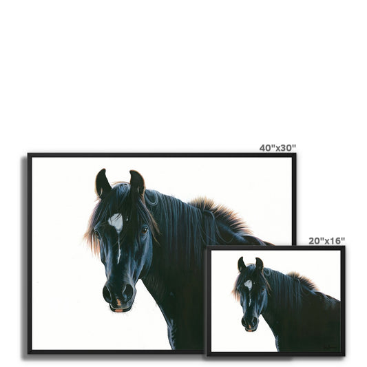 The Black Horse Framed Canvas