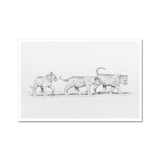 Lion Cubs Hahnemühle Photo Rag Print