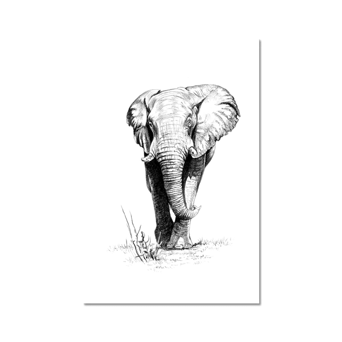 Bull Elephant Hahnemühle Photo Rag Print