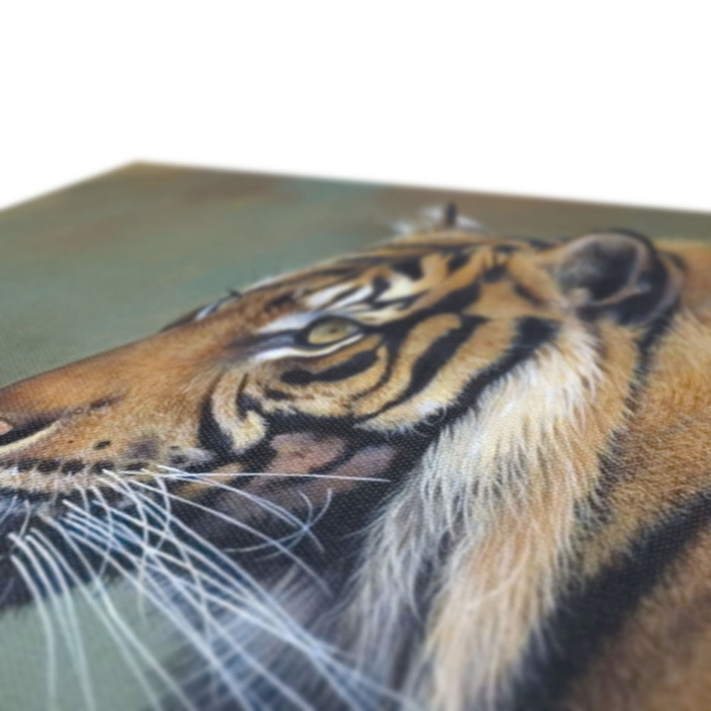 Indian Tiger Canvas