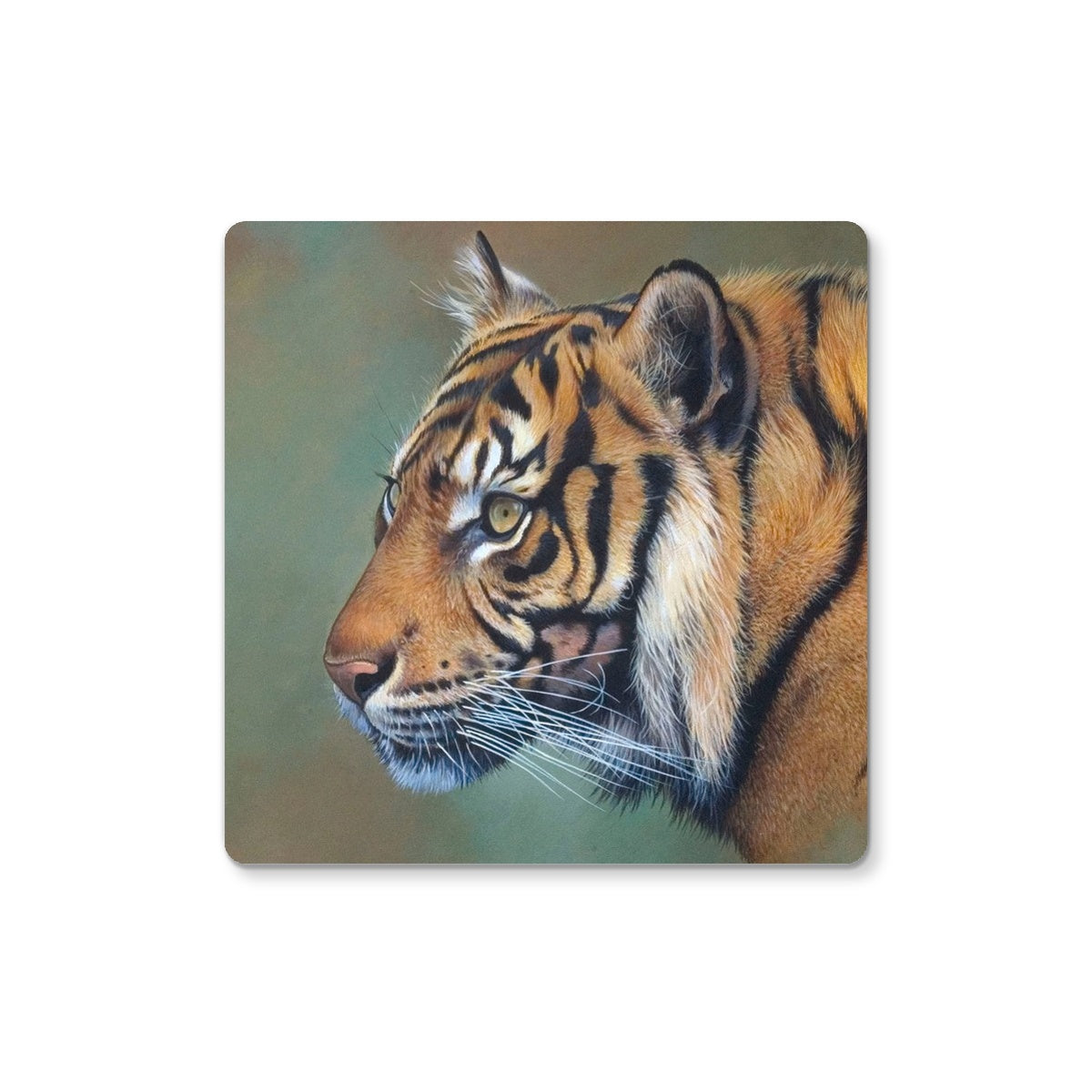 Indian Tiger Coaster