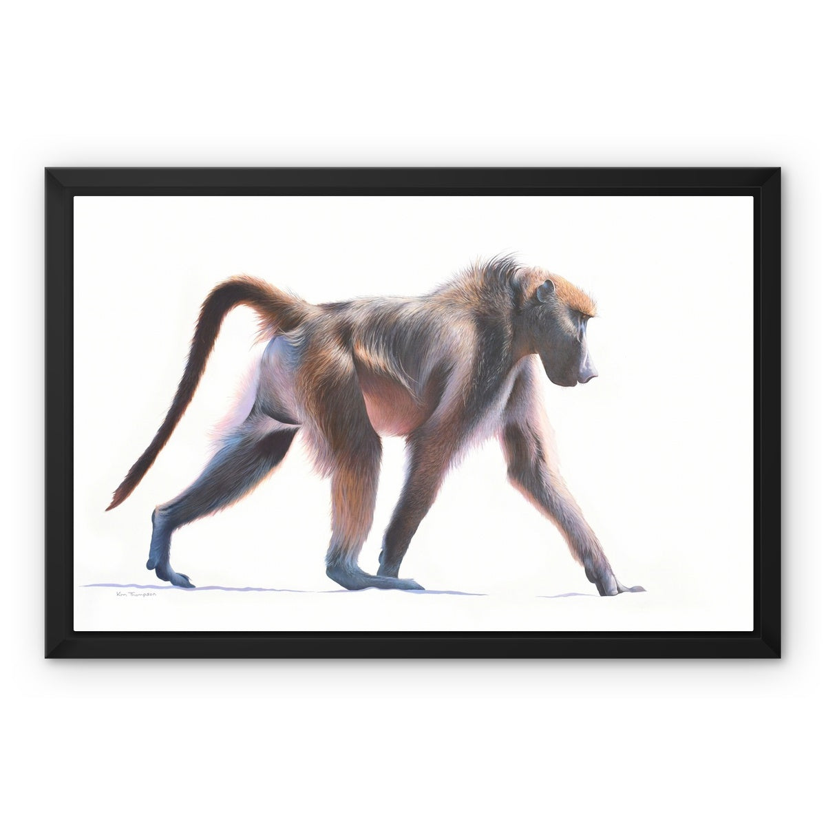 Baboon Framed Canvas