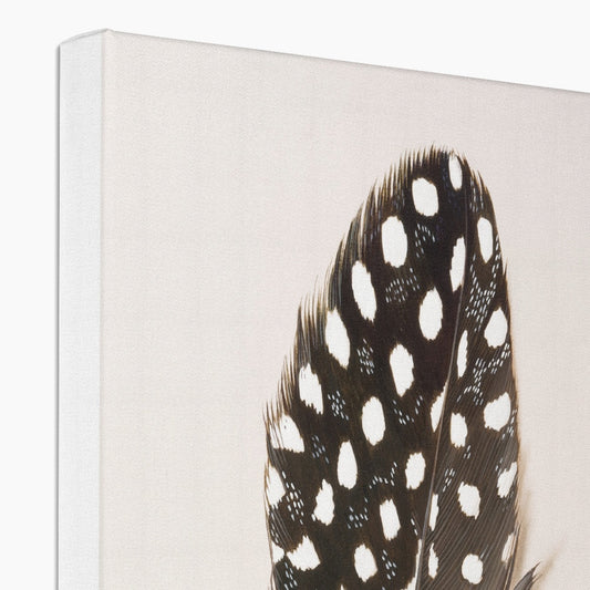 Guinea Fowl Feather Canvas