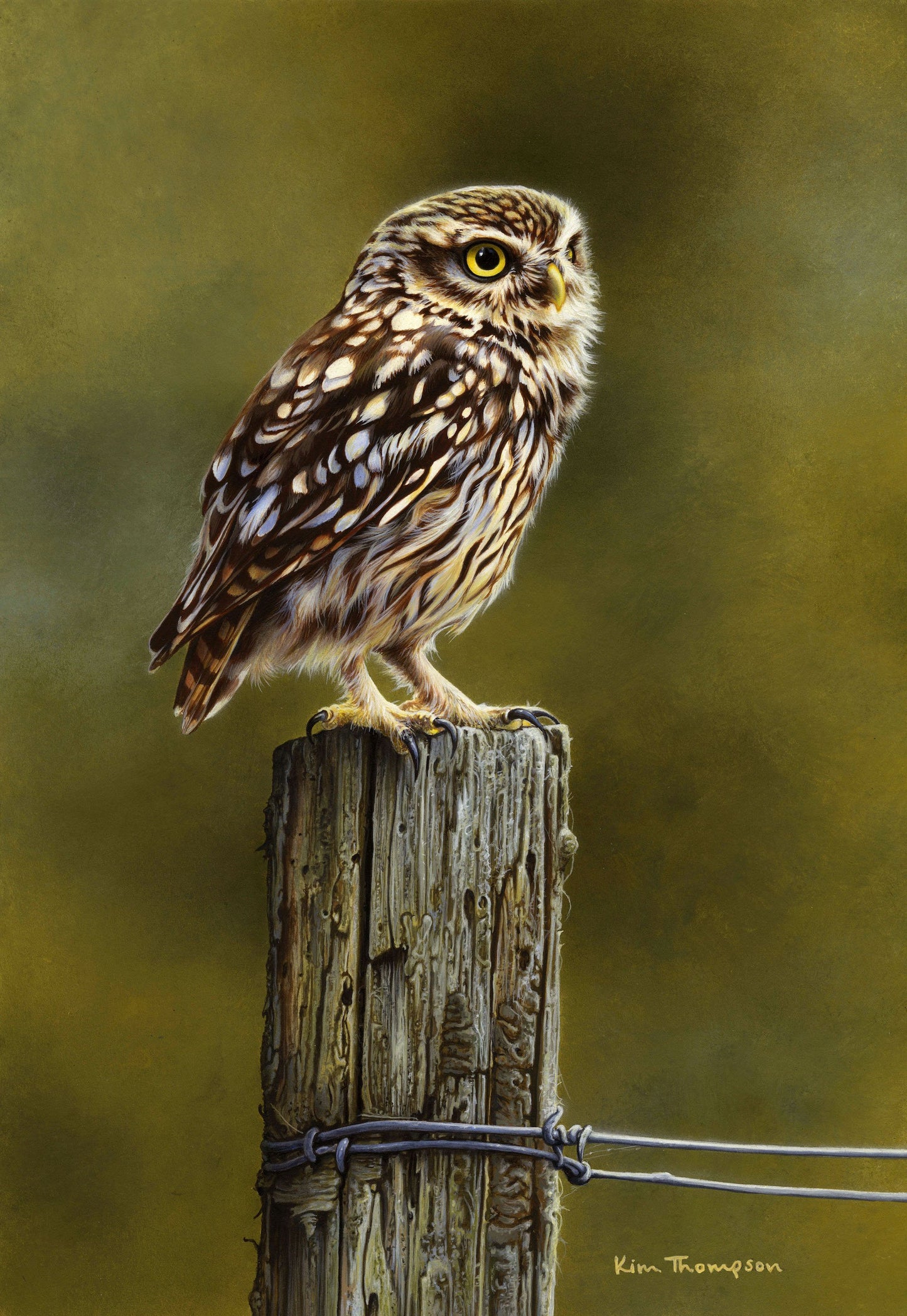 Little Owl Limited Edition