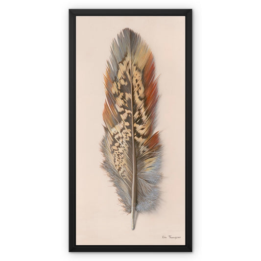 Pheasant Feather Framed Canvas