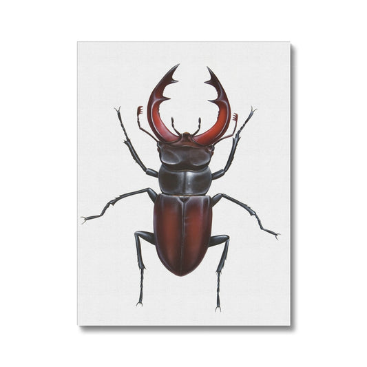 Male Stag Beetle Canvas