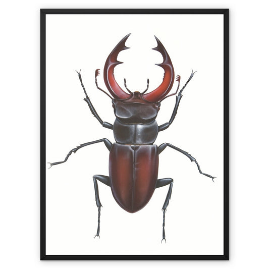 Male Stag Beetle Framed Canvas