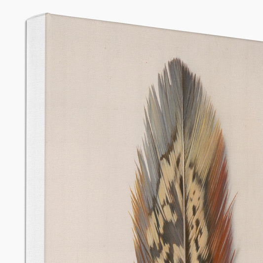 Pheasant Feather Canvas