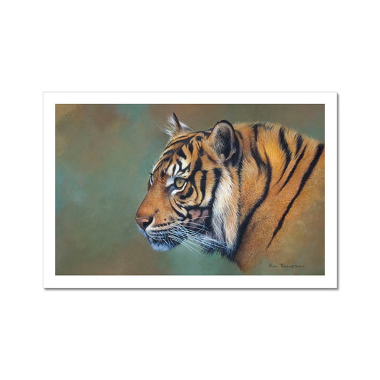 Indian Tiger Hahnemühle Photo Rag Print