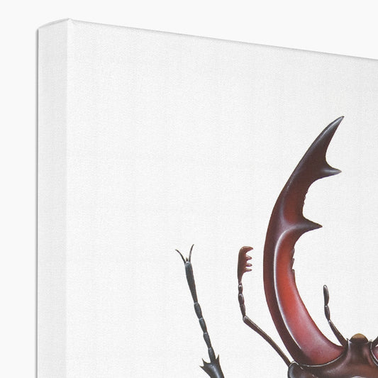 Male Stag Beetle Canvas