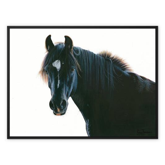 The Black Horse Framed Canvas